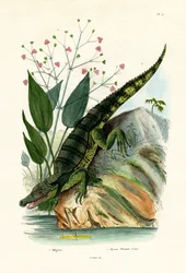 Alligator, 1833-39